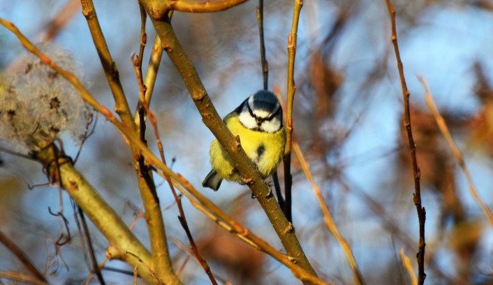 blue-tit-g-ferry-copy