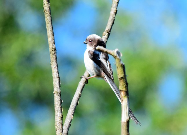 Long Tailed Tit at Bury Hill 3