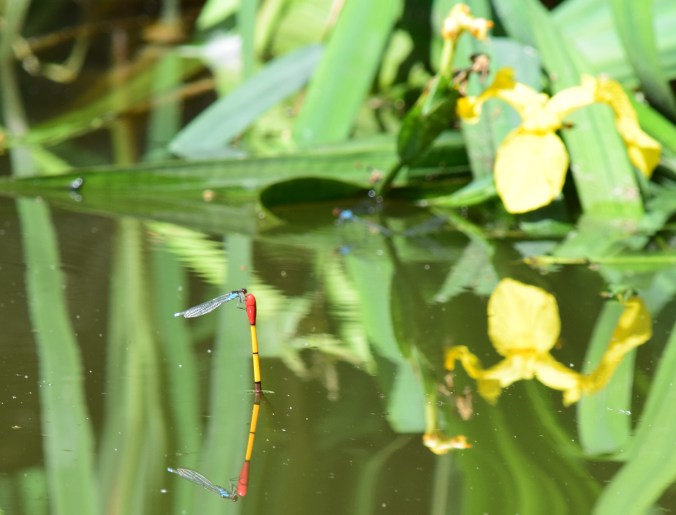 Tench float awaiting contact...