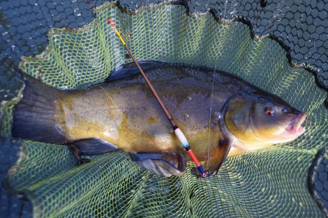 Tench in the net