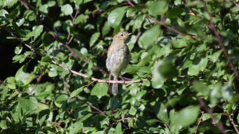 Grove Ferry Chiffchaff singing