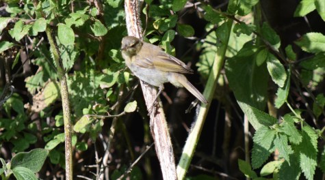 Grove Ferry chiffchaff