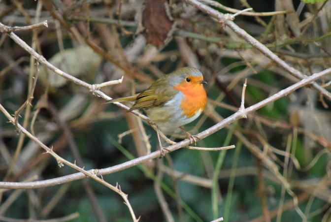 Robin on the feed