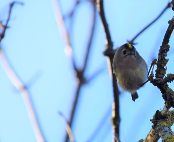 Goldcrest Front St Lawrence