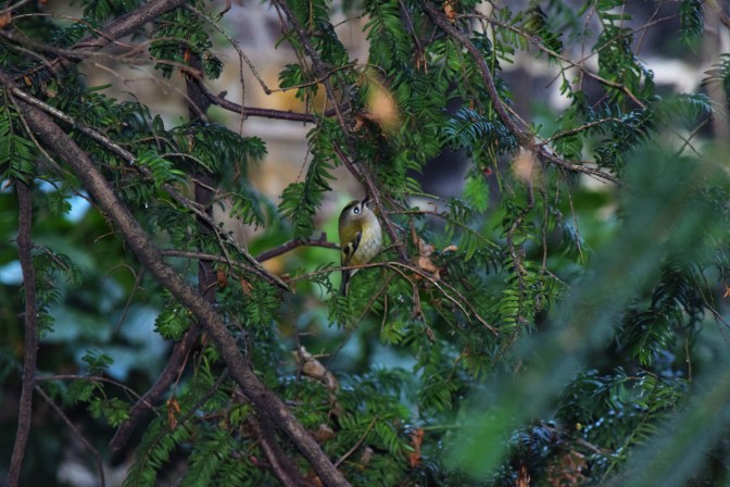 Goldcrest St Laurence