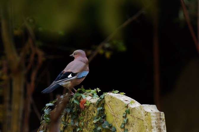 Jay on Grave, St Laurence November 2018