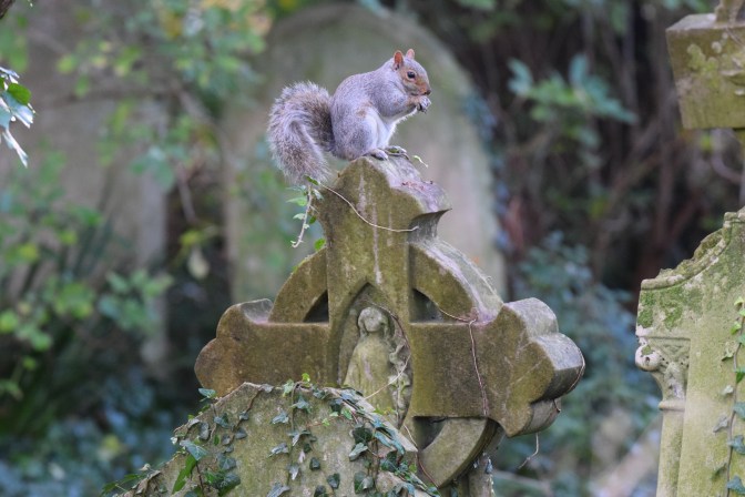 Squirrel St Laurence