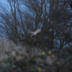 Ghosts of the Winter Marsh