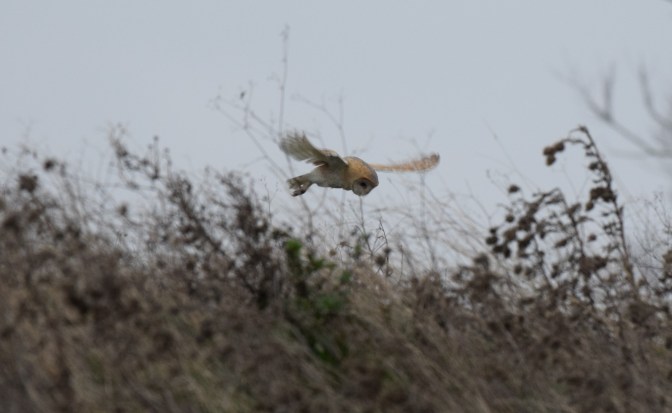 Barn owl o' the copse, north marsh