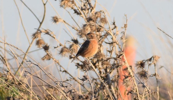 Female Stonechat, Marshes