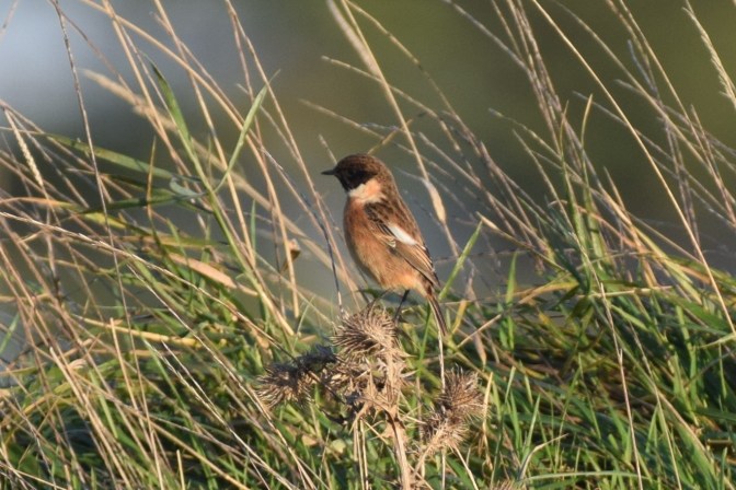 Male Stonechat, Marshes