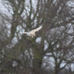 Ghosts of the Winter Marsh- Part Two