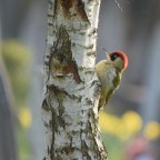 Keepers of the Green Silence