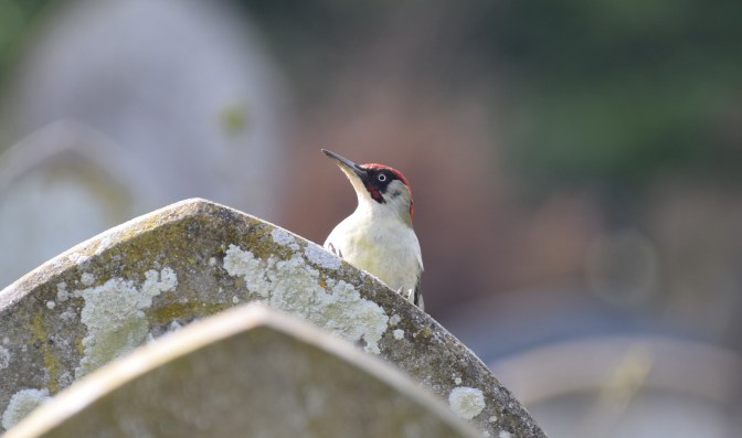 Greenie in the Grave