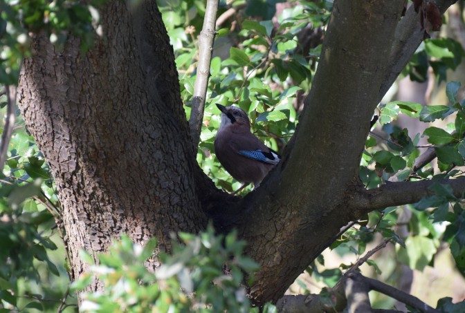 Jay between the leaves
