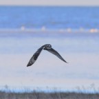 The Whale’s Graveyard