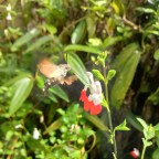 English Hummingbirds and Cherry Plum Pie